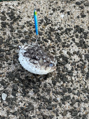 サゴシの釣果
