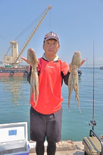 マダコの釣果