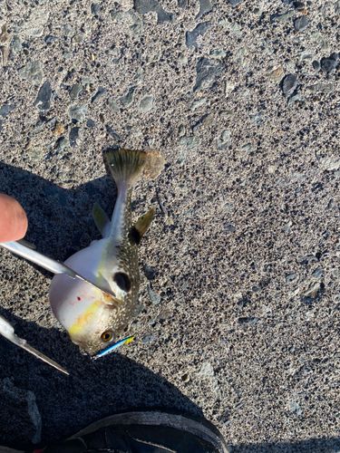 クサフグの釣果