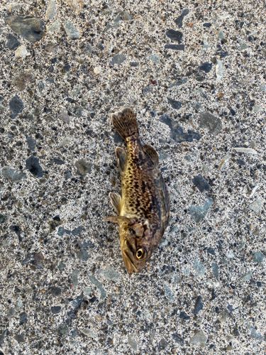 タケノコメバルの釣果