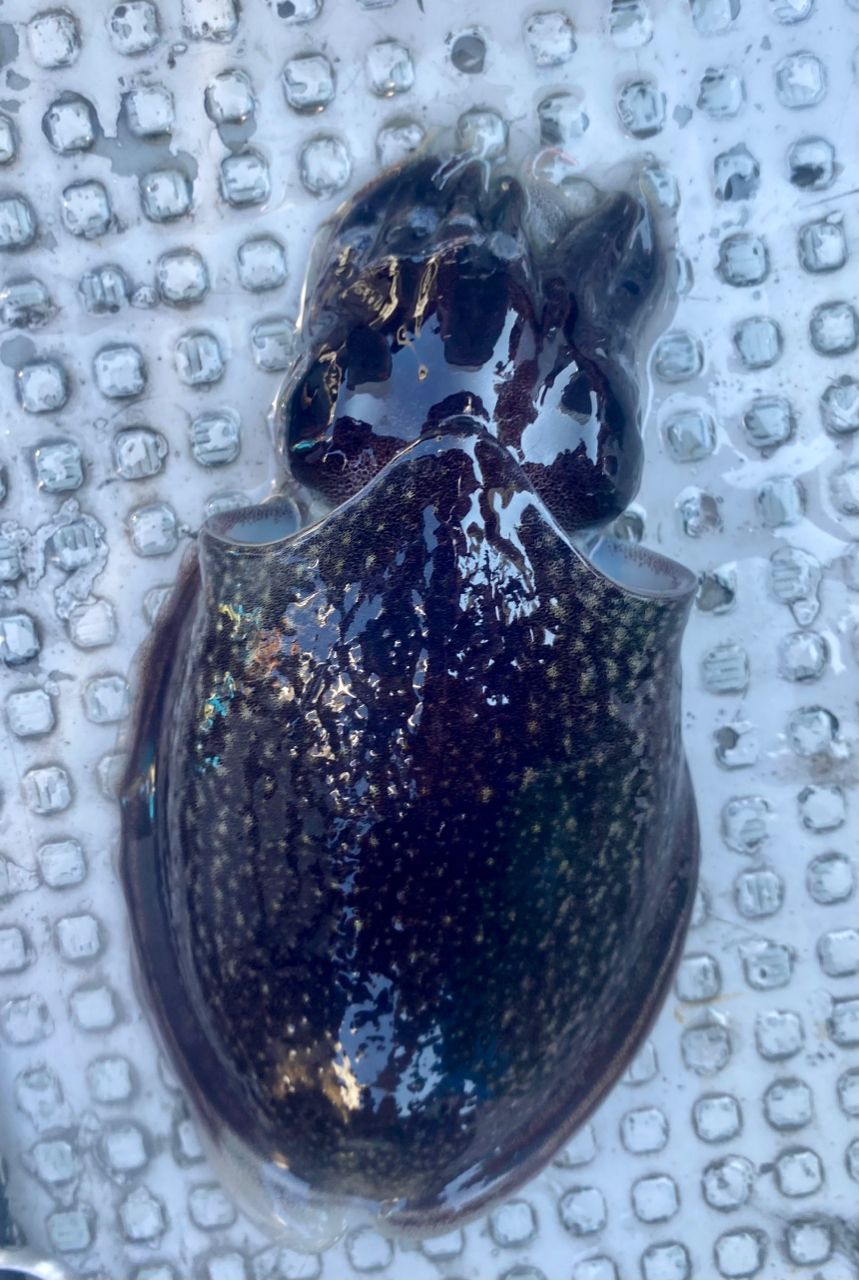 オトコマエさんの釣果 2枚目の画像