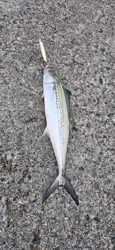 サゴシの釣果