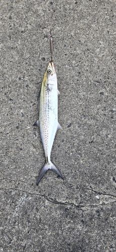 サゴシの釣果