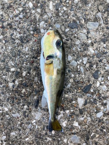 シロサバフグの釣果