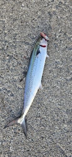 サゴシの釣果