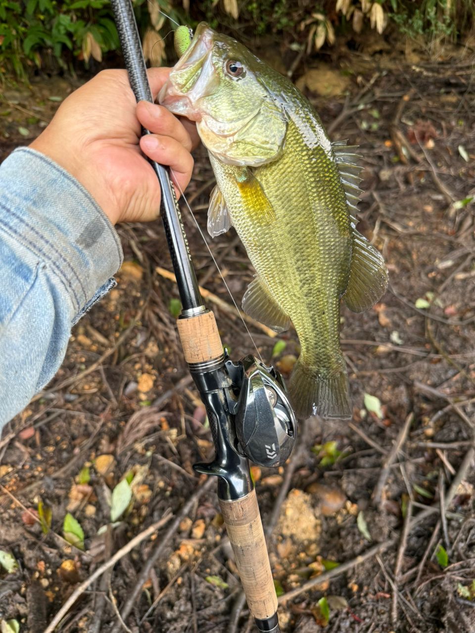 19 ブラックレーベル SG ベイトキャスティングモデル 671MHFB-FR DAIWA 19ブラックレーベル SG 671MHFB-FRの最安値・インプレ