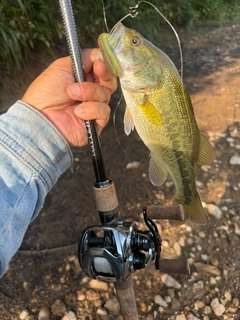 ラージマウスバスの釣果