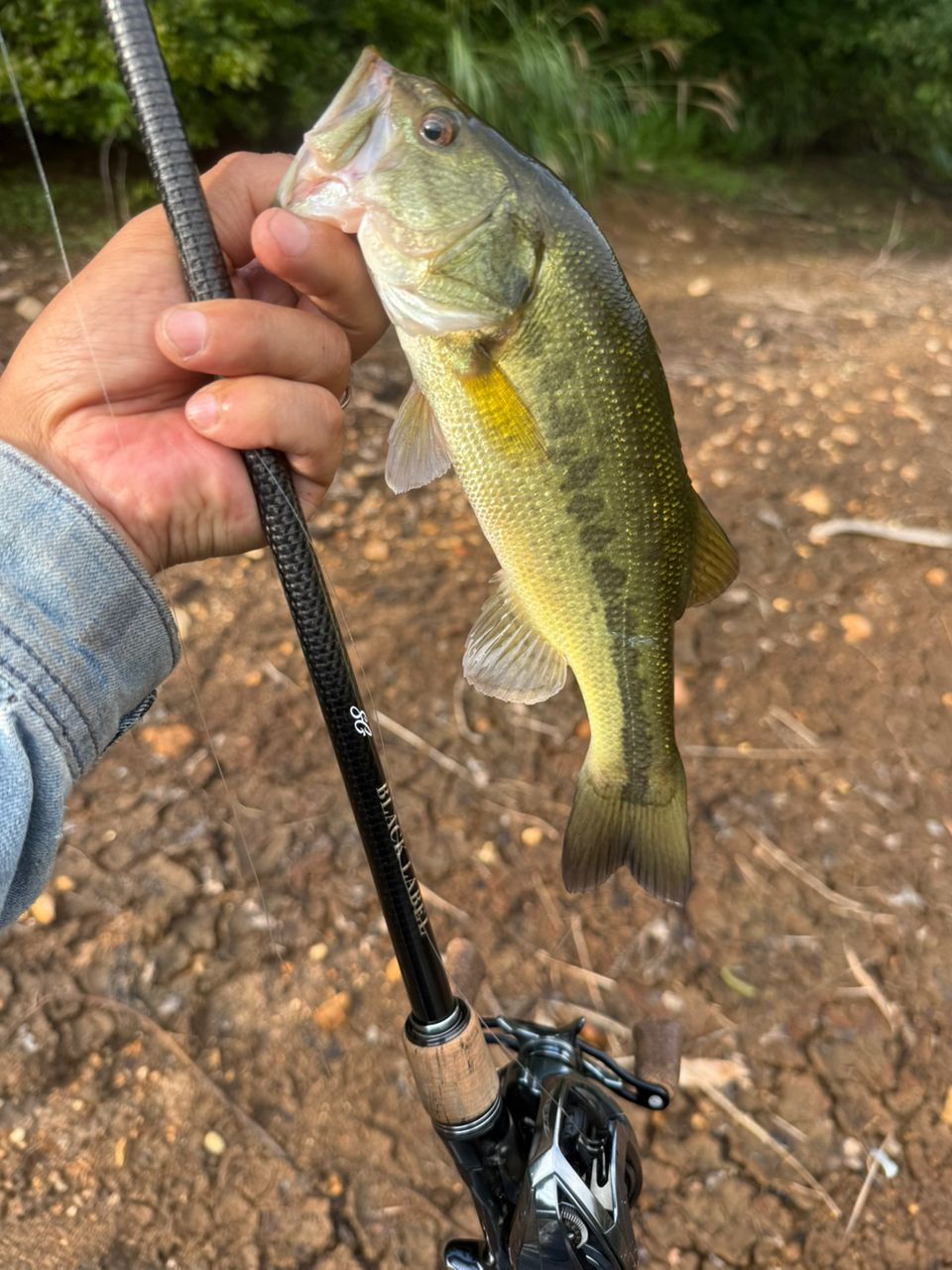 ラージマウスバス