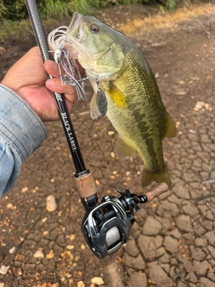 ラージマウスバスの釣果