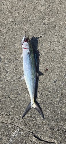 サゴシの釣果