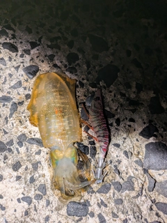 アオリイカの釣果