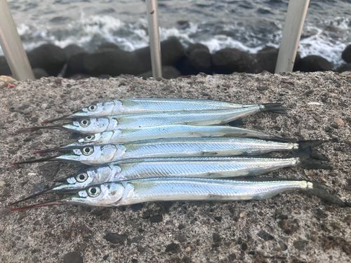 サヨリの釣果