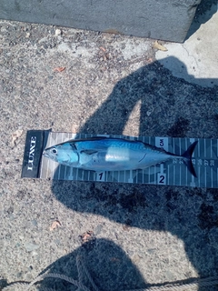 ソウダガツオの釣果