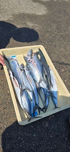 サゴシの釣果