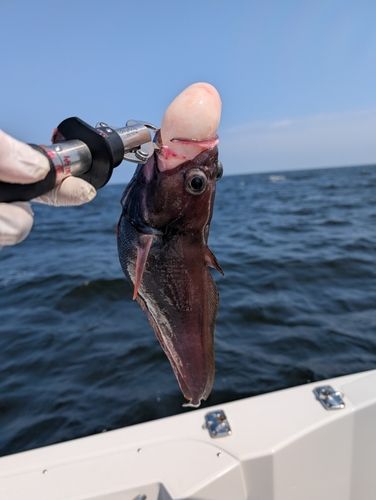 久里浜沖