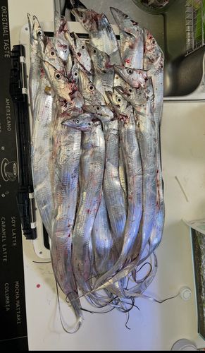 タチウオの釣果
