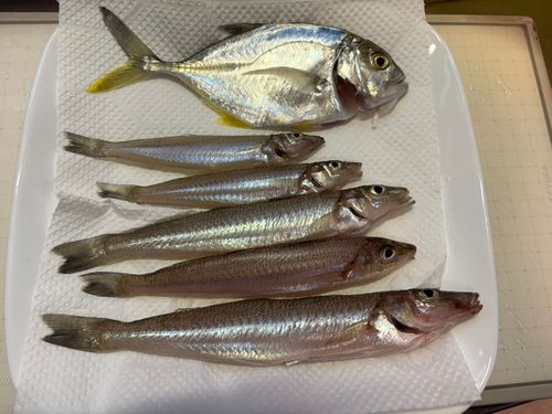 キスの釣果