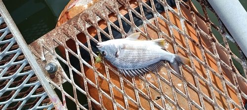 キビレの釣果