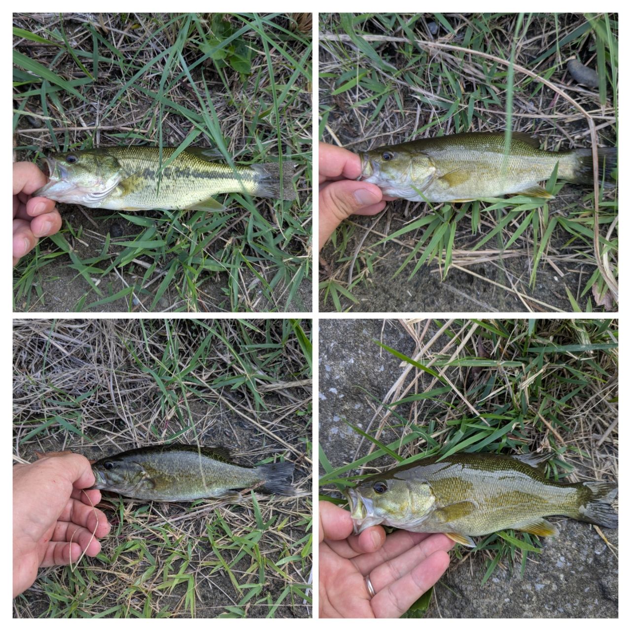 スモールマウスバス