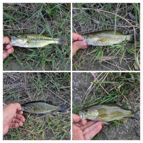 スモールマウスバスの釣果