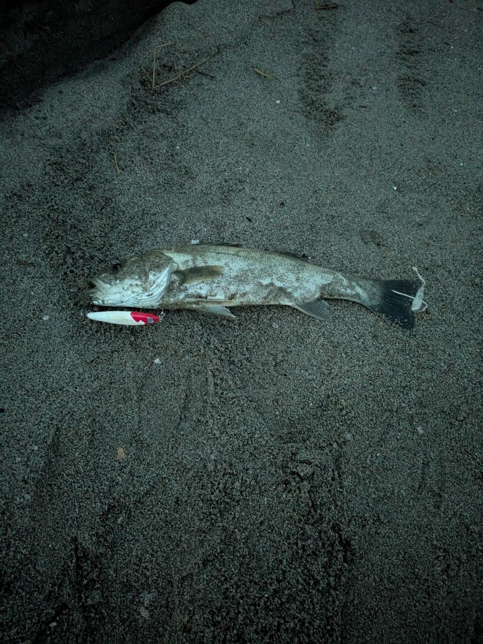 セッパ（マルスズキ）