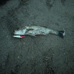 セッパ（マルスズキ）