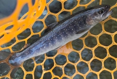 イワナの釣果