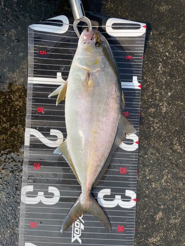 紀伊水道