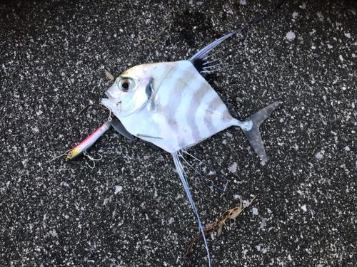 イトヒキアジの釣果