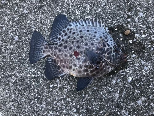 桂浜