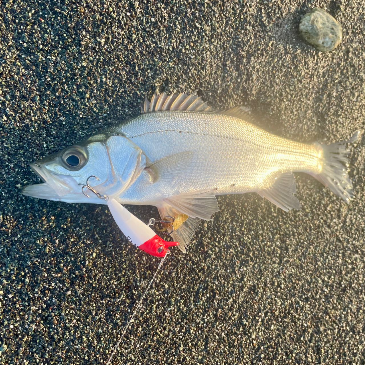 セイゴ（ヒラスズキ）