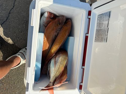 マダイの釣果