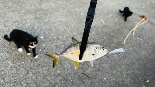 用宗広野海岸公園