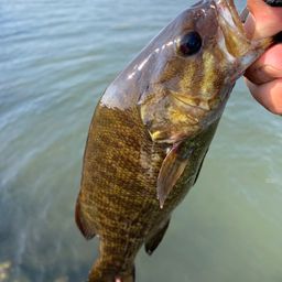 スモールマウスバス