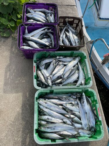 サゴシの釣果