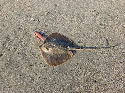 エイの釣果
