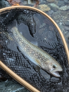 イワナの釣果