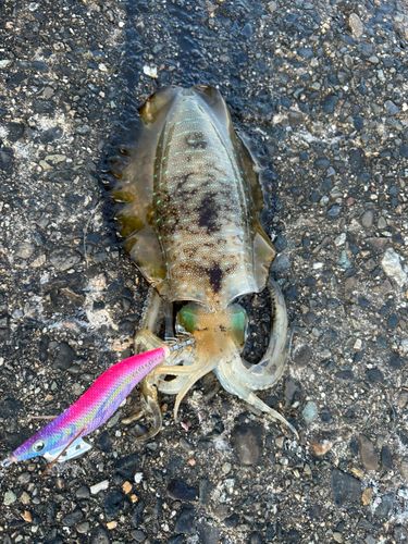 アオリイカの釣果