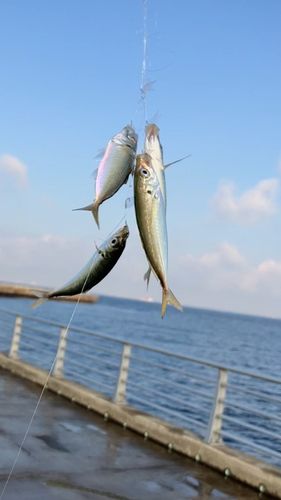 釣果