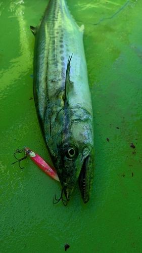 サワラの釣果
