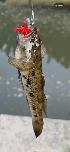 ハゼの釣果