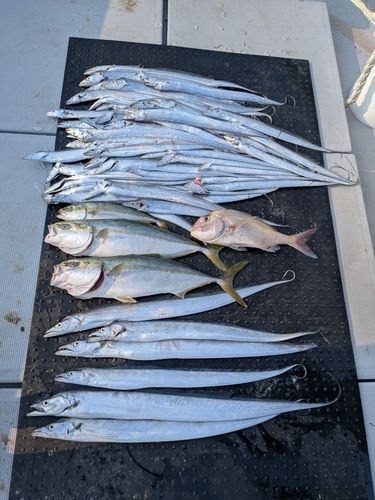 タチウオの釣果