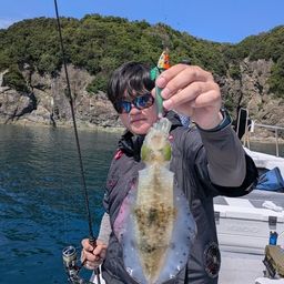 アオリイカ