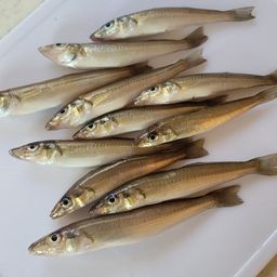 シロギス