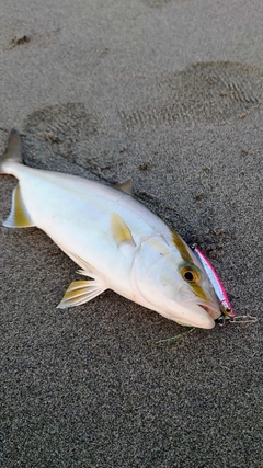 ショゴの釣果