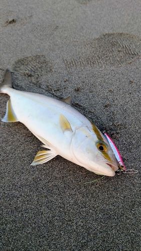 ショゴの釣果