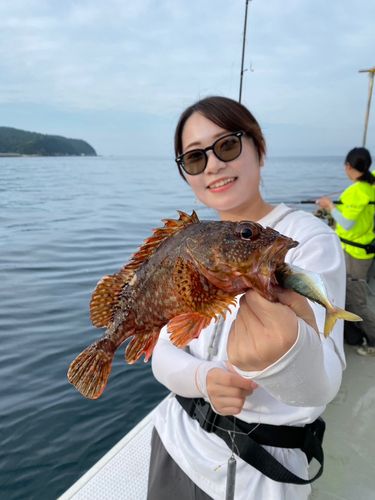 ガシラの釣果