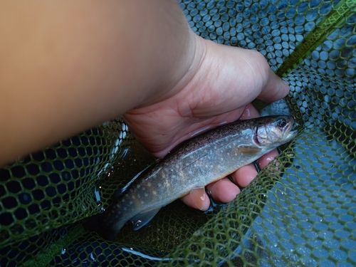 イワナの釣果
