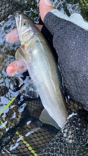 アユの釣果