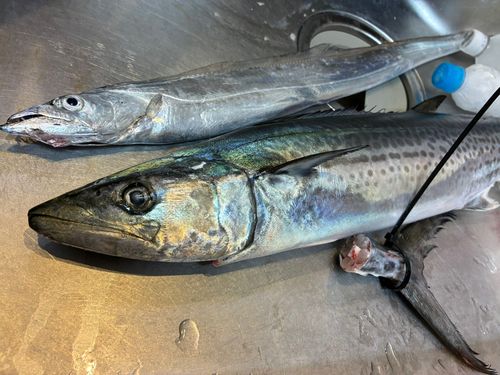 サワラの釣果